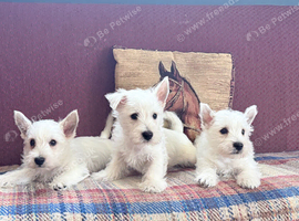West Highland White terriers