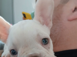 4 french bulldog puppys for sale
