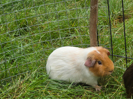 Guinea pig boar