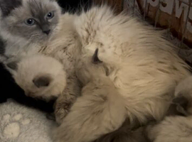 Ragdoll x Maine coon