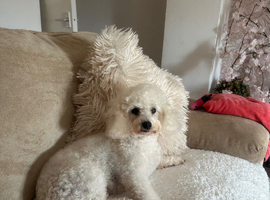 Looking to breed need male dog to breed