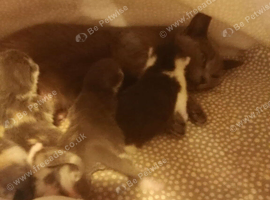 Beautiful kittens