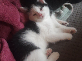 Kitten