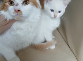 Beautiful female kitten