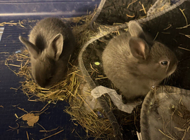 Mini Rex rabbits please read full add