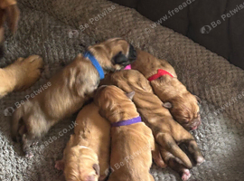 Dogue de Bordeaux cross cane corso puppies