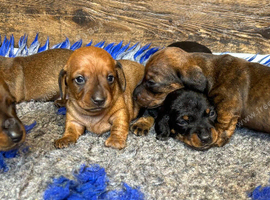 Dachshund puppies for sale