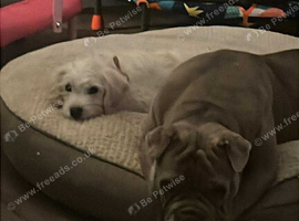Bulldog female