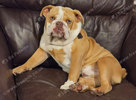 4 yr old older English bulldog dog