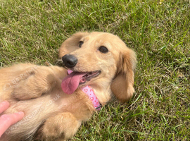 Cream Dachshund  girl