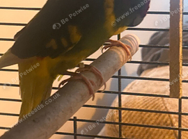 Male and female breeding pair of caique parrots with a chick