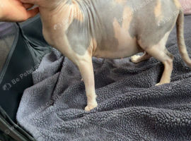 Beautiful TICA Registered Sphynx Girl