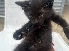 Baby kitten in Wembley