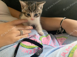 Kittens