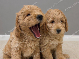 Cockapoo pups ready 16/7/26