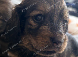 Tiny tiny beautiful miniature dachshunds puppies