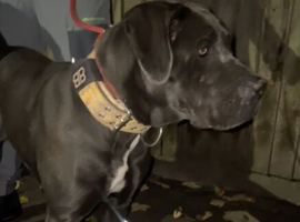 Female cane corso