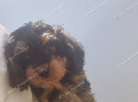 Pedigree cavapoo