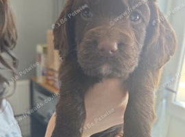Sprocker Puppies for sale girls and boy updated photos!!