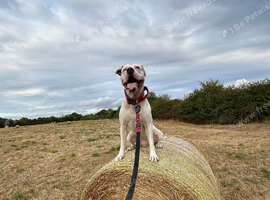 3 Year Old American Bulldog for sale