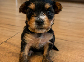 Yorkshire terrier puppy's for sale > 1 girl < > 1 boy <