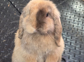 Mini lop