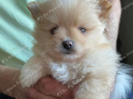 Beautiful pomeranian puppies