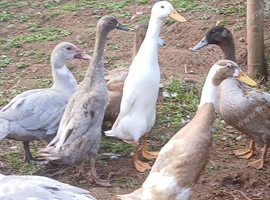 Trio runner ducks