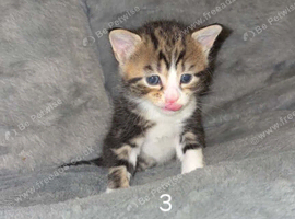 5 adorable kittens