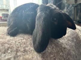 Mini Plush Lop