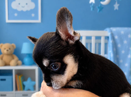 1 male chihuahua puppies