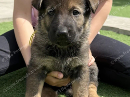 true Czech working line German Shepherd.