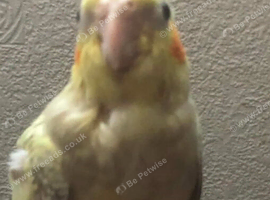 hand reared  baby cockatiels