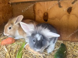 2 x Female rabbits