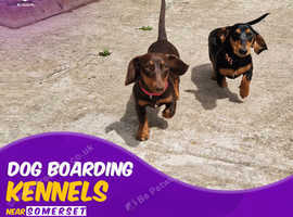 Get In Touch With The Best Dog Boarding Kennels Near Me In Somerset