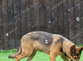 German shepeard