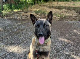 Belgium shepherd x female