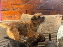 Border Terrier Puppies