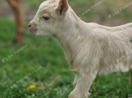 Golden gurnsey billy and boer cross billy