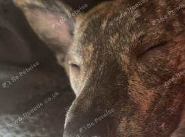 Rosie