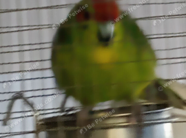 Java finches