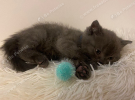 British shorthair kitten