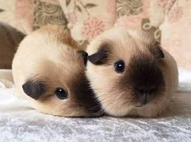 Looking for female Himalayan guinea pig