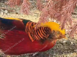 2 cock golden pheasants