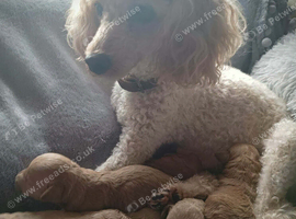 KC Registered Beautiful Boy Toy poddle left