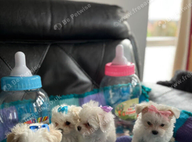 Gorgeous Litter of Maltese Puppies