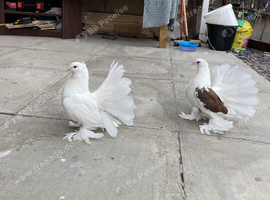 Saddle Indian fantail