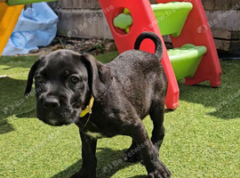 Alsatian cross cane corso puppys