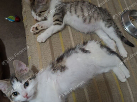 2 female kittens forsale now 12 weeks old