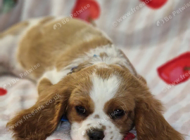 KC Cavalier King Charles Spaniel!